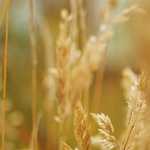 ServeMaster: Serve Tool and Swing Trainer for Tennis Training by The Total Serve