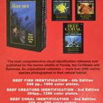 Snorkeling Guide to Marine Life Florida, Caribbean, Bahamas