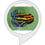 Poison Dart Frog