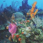 Scuba Diving Log Book: for Beginner, Intermediate, and Experienced Divers – Dive Journal for Training, Certification