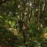 Ginsco Ghillie Suit Full Face Mask Gloves Set XL/XXL, 3D Leafy Camo Suit, Ghillie Suit for Men, Camoflage Woodland Pants Jacket Hood for Outdoor Turkey Hunting Airsoft Sniper Costume Photography