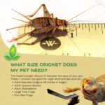 Josh’s Frogs 1″ Large Adult Banded Crickets (250 Count)