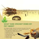 Josh’s Frogs 1/2″ Banded Crickets (72 Count)