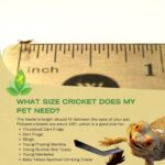 Josh’s Frogs Pinhead Banded Crickets (500 Count)