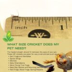 Josh’s Frogs 1/8″ Banded Crickets (250 Count)