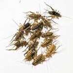 NutriCricket 110 Live Banded Crickets (Large (3/4″ +))