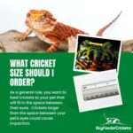 Live Banded Crickets (Medium (1/2″)) by BuyFeederCrickets (100 Count)