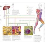 Running (Science of Running): Mejora tu técnica, evita lesiones, perfecciona tu entrenamiento (Spanish Edition)
