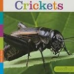Crickets (Seedlings)
