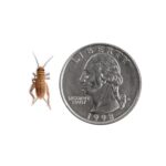 Fluker’s Live Crickets, 100 Count Insects for Reptiles, Chickens, and Birds, Small (Approx. 1/4″)