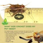 Josh’s Frogs 3/4″ Banded Crickets (60 Count)